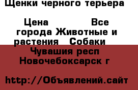 Щенки черного терьера › Цена ­ 35 000 - Все города Животные и растения » Собаки   . Чувашия респ.,Новочебоксарск г.